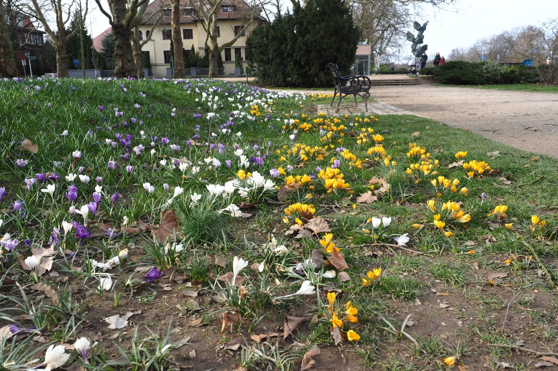 ウイルスに関してポーランドで懸念を抱くこと//What I feel concerned about in Poland in relation to the virus attack// Co zauważam w Polsce w świetle ataku wirusa